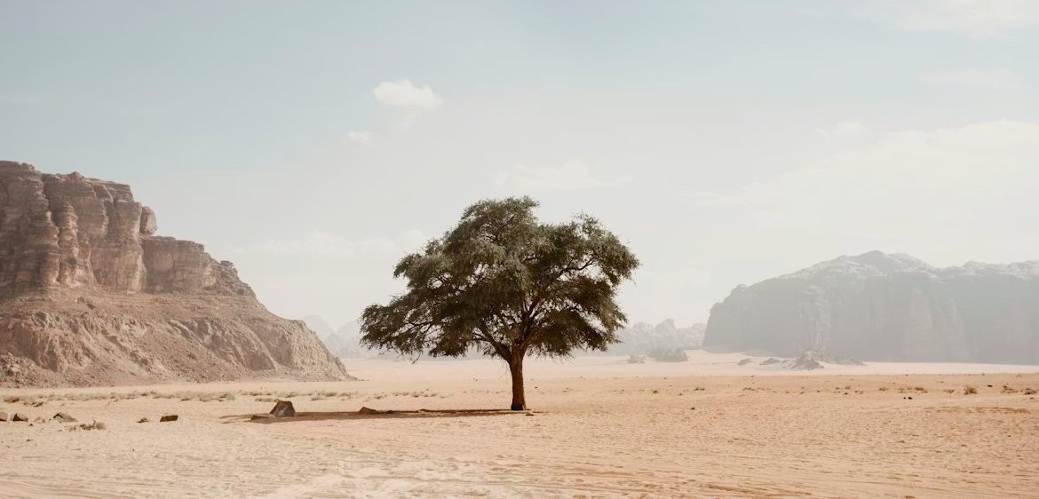 A tamarisk tree in the desert